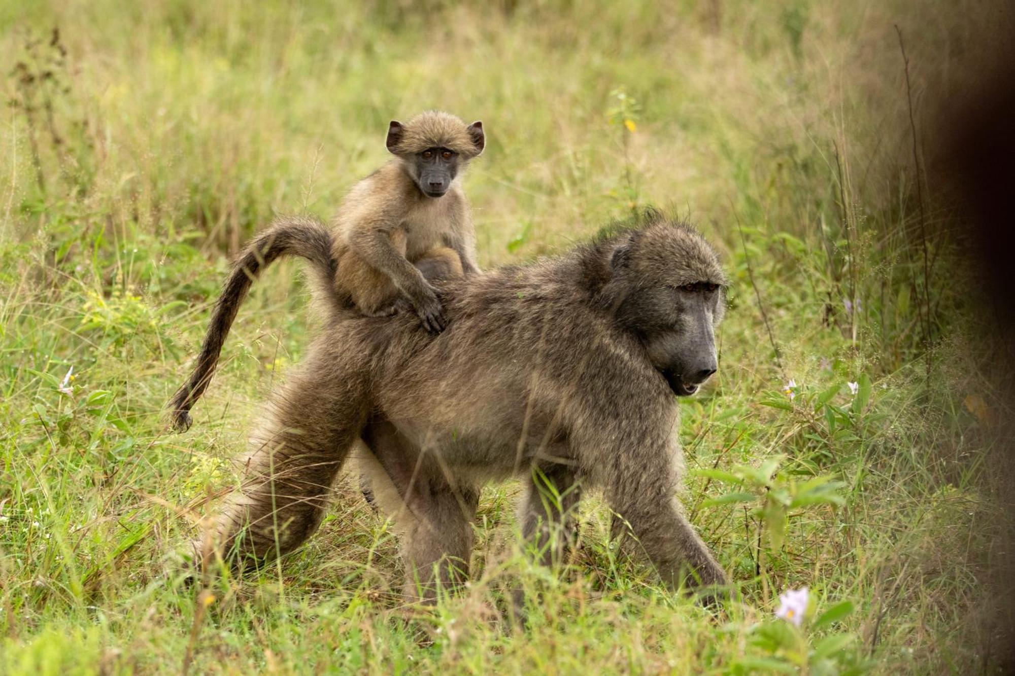 Aha Skukuza Safari Lodge Dış mekan fotoğraf
