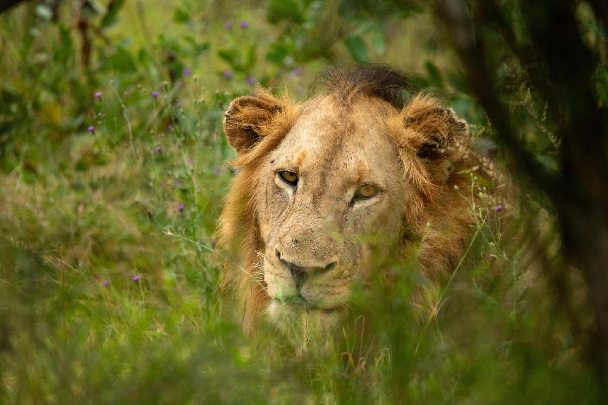 Aha Skukuza Safari Lodge Dış mekan fotoğraf